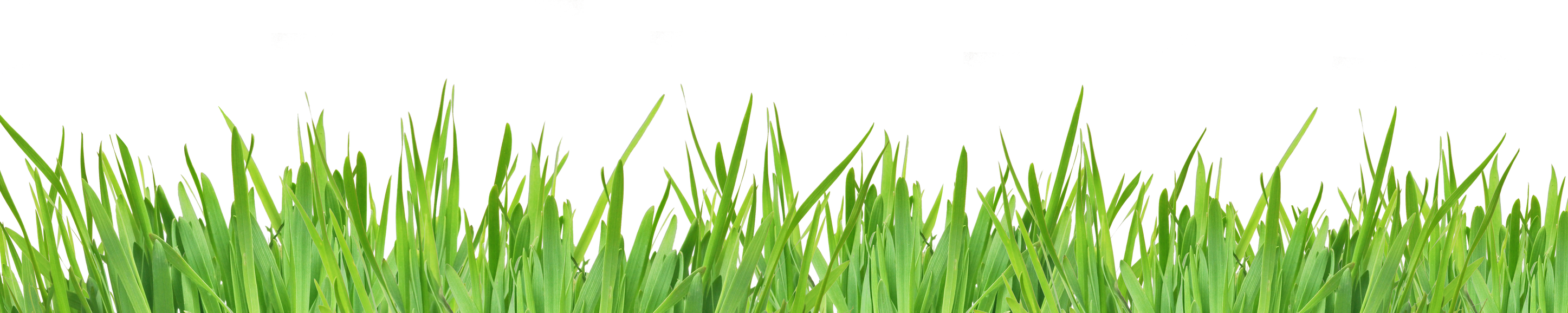 Green Grass Isolated